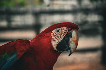 Red caninde macaw
