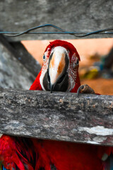 Red caninde macaw