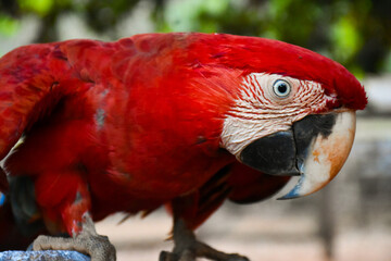 Red caninde macaw