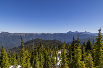 trees in the mountains