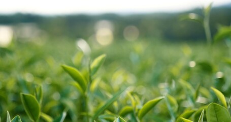Green tea tree leaves field young tender bud herbal Green tea tree in camellia sinensis organic farm. Close up Fresh Tree tea plantations mountain green nature in herbal farm plant background morning