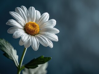 Serene White Daisy on Dark Background with Copy Space for Text