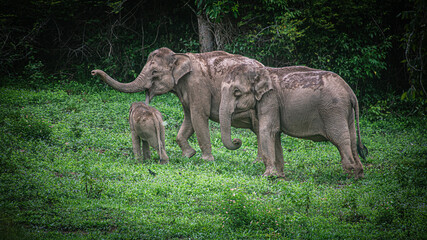 Fototapeta premium Herds of wild elephants come out to search for food at the edge of the forest in Kui Buri National Park, a World Heritage forest in Thailand.