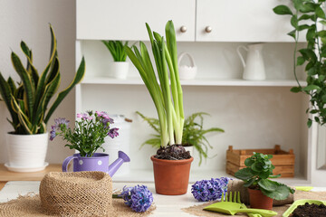Different plants, gardening tools and straw hat on light table indoors