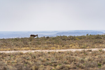 カザフスタンのマンギスタウに生息するコウジョウセンガゼル