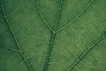 Close-Up of Green Leaf Texture – Abstract Nature Pattern