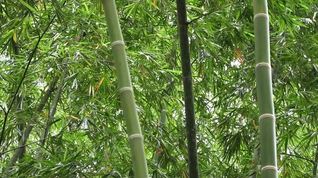 Bosque de guadua verde en el valle del cauca colombiano