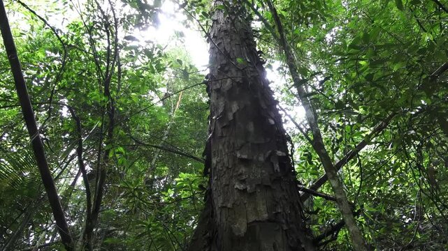 Viejo &aacute;rbol en contra picada, en un bosque tropical