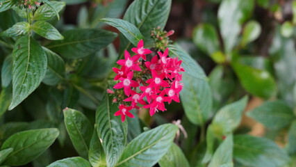 Pentas lanceolata, commonly known as the Egyptian star cluster or simply pentas, is a tropical perennial plant known for its star-shaped flowers and vibrant colors.|五星花