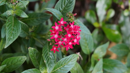 Pentas lanceolata, commonly known as the Egyptian star cluster or simply pentas, is a tropical perennial plant known for its star-shaped flowers and vibrant colors.|五星花