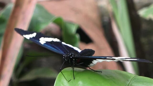 Mariposa posada en una hoja descansando