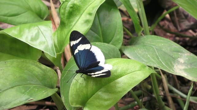 Mariposa posada en una hoja descansando
