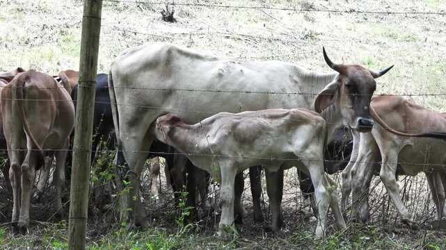 Ternero beb&eacute; buscando leche de la ubre de su mam&aacute; vaca