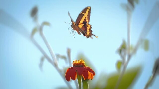 Swallowtail butterfly feeding and taking off blooming orange flower in beautiful summer garden, blue sky in background. Slow motion, macro closeup, 4K.