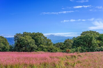 青い山並みをバックに見る満開の赤蕎麦畑の情景