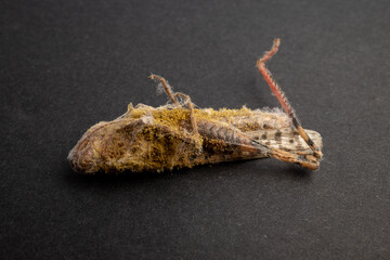 photo of predatory fungi grown on the body of grasshopper insect