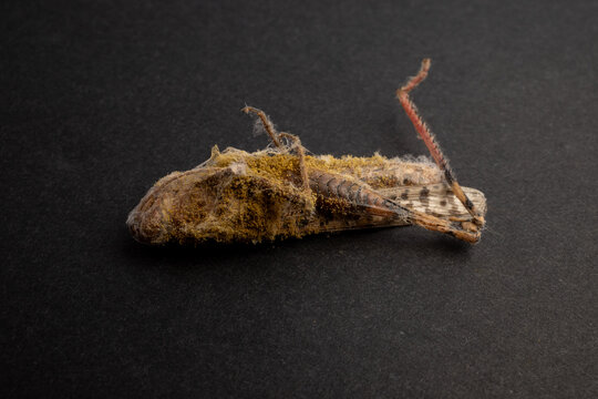 Carnivorous Fungi Consuming Decomposed Grasshopper Body Specimen