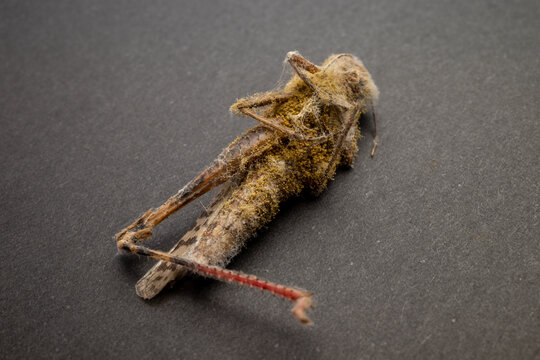 Carnivorous Fungi Consuming Decomposed Grasshopper Body Specimen