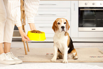 Owner feeding cute beagle dog at home