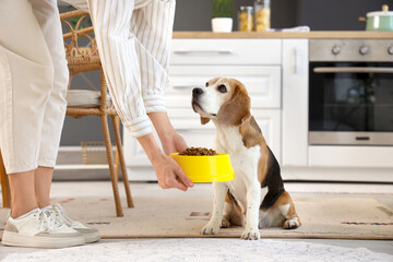 Owner feeding cute beagle dog at home