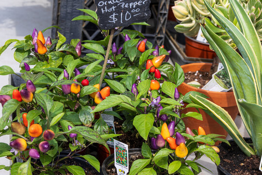Organic "Garda Tricolore" Ornamental Hot Pepper plants for sale at the farmer's market