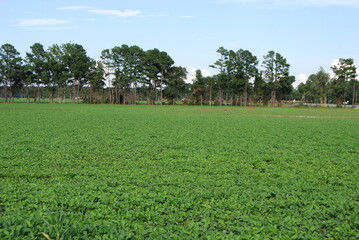 Green Crop field