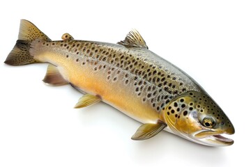 Obraz premium Rainbow trout isolated on a white background