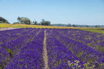 Fototapeta premium fields of lavender