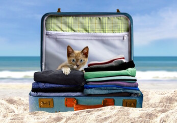 cat in the suitcase at the sandy beach under blue sky