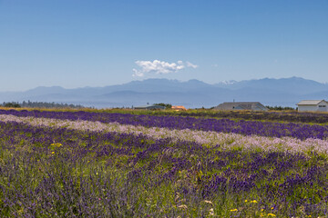 Fototapeta premium lavender field region