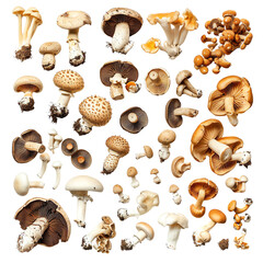 Assorted fresh mushrooms in various shapes and sizes, including different species with unique textures and colors.