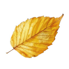 Close-up image of a vibrant yellow autumn leaf isolated on a white background, showcasing intricate details and textures.