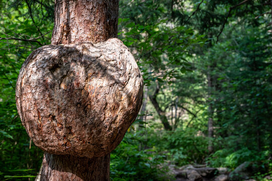 Enlarged burl on a tree in a dense forest. 