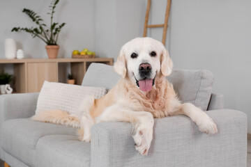 Cute Labrador dog on sofa at home