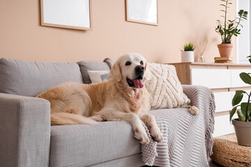 Adorable Labrador dog lying on sofa in living room