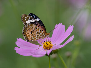 コスモスの蜜を吸うツマグロヒョウモン