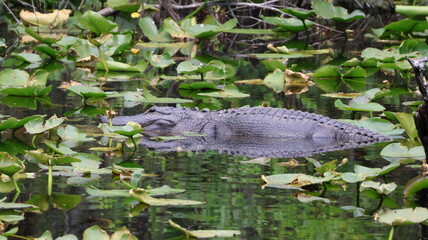 Alligator in the Pond