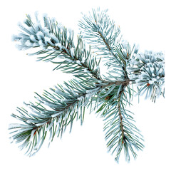 Close-up of a frosted pine branch with needles covered in snow. Ideal for winter, holiday, and nature-themed designs.