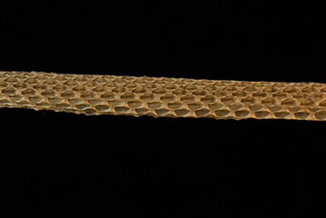 Snake skin close up after being shed by a growing snake