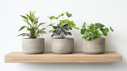 Obraz premium Three plants in concrete pots on a shelf with a white background.