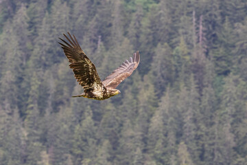 eagle in flight
