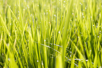 green grass background