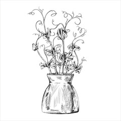Vector illustration of Young green sprouting bean sprouts from pea seeds on isolated background. A plant in pot. Organic micro-greens for healthy food, dishes, salads. Linear black drawing