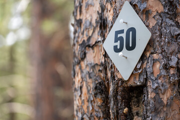 Park trail marker left on a coniferous tree in a forest