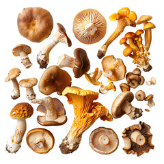 Assorted wild mushrooms showcasing various shapes, colors, and textures. Perfect for culinary and natural themed projects.