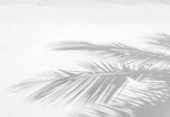 Ombres de palmes sur le sable 