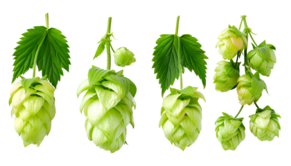 close up Hop for making beer, different perspectives isolated on transparent background