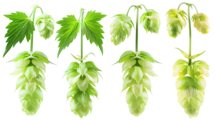 close up Hop for making beer, different perspectives isolated on transparent background