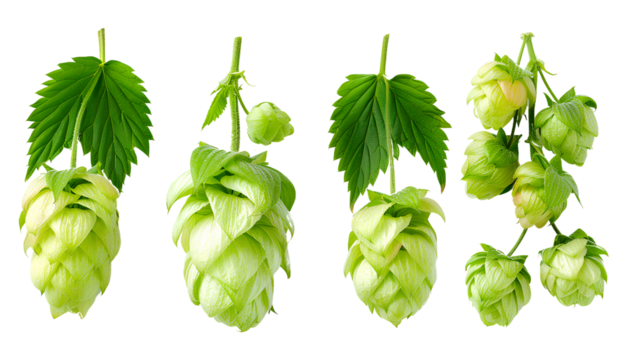 close up Hop for making beer, different perspectives isolated on transparent background