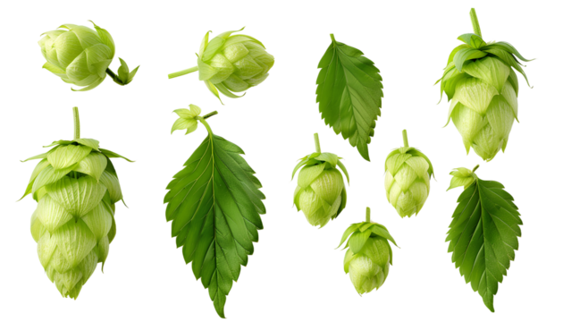 close up Hop for making beer, different perspectives isolated on transparent background
